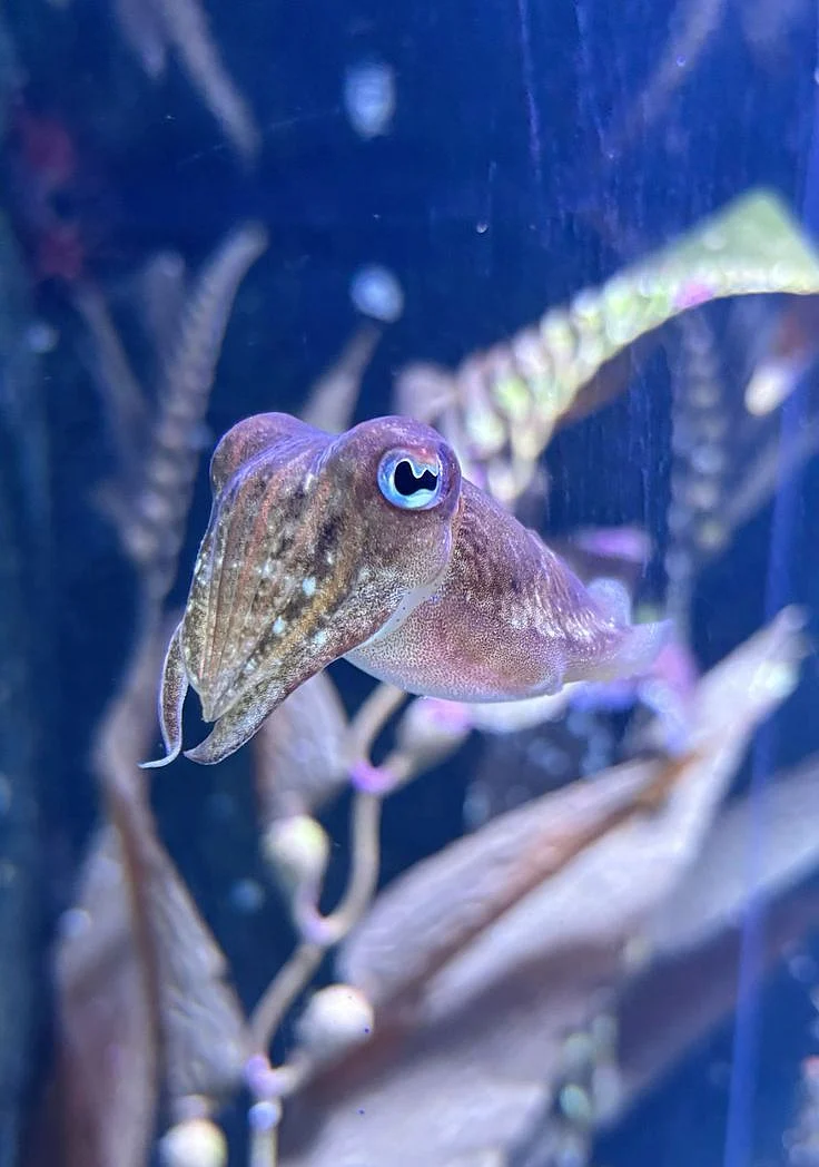 Cuttlefish