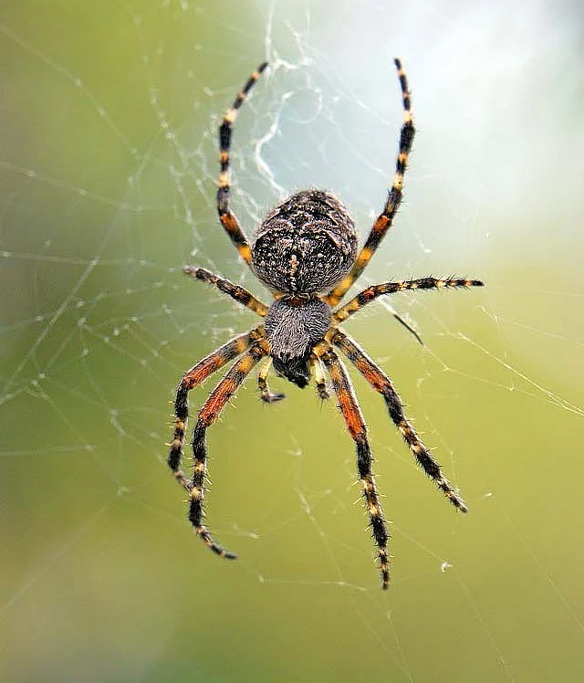 Spider
