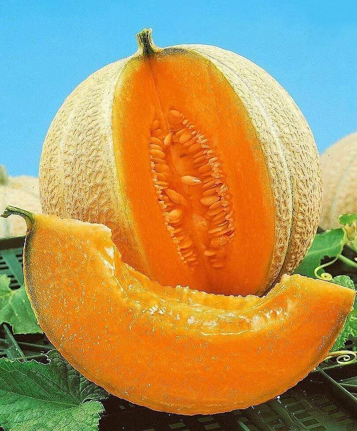 melon.1