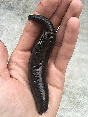 Leech