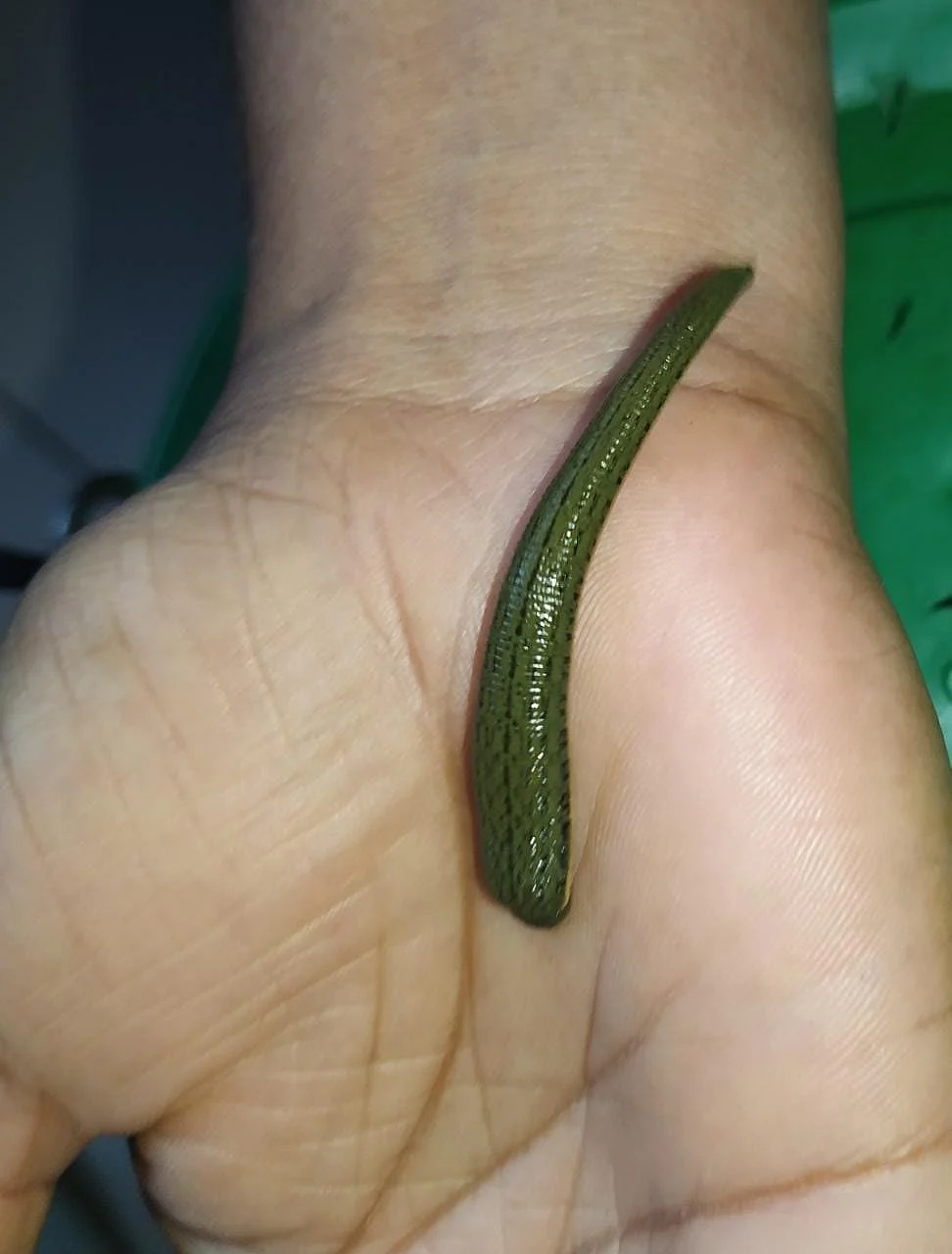 Leech 2