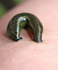 Leech 1