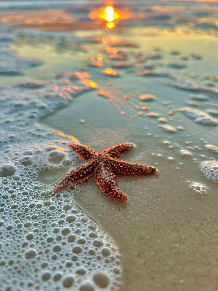 Star fish