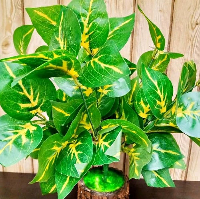 money plant