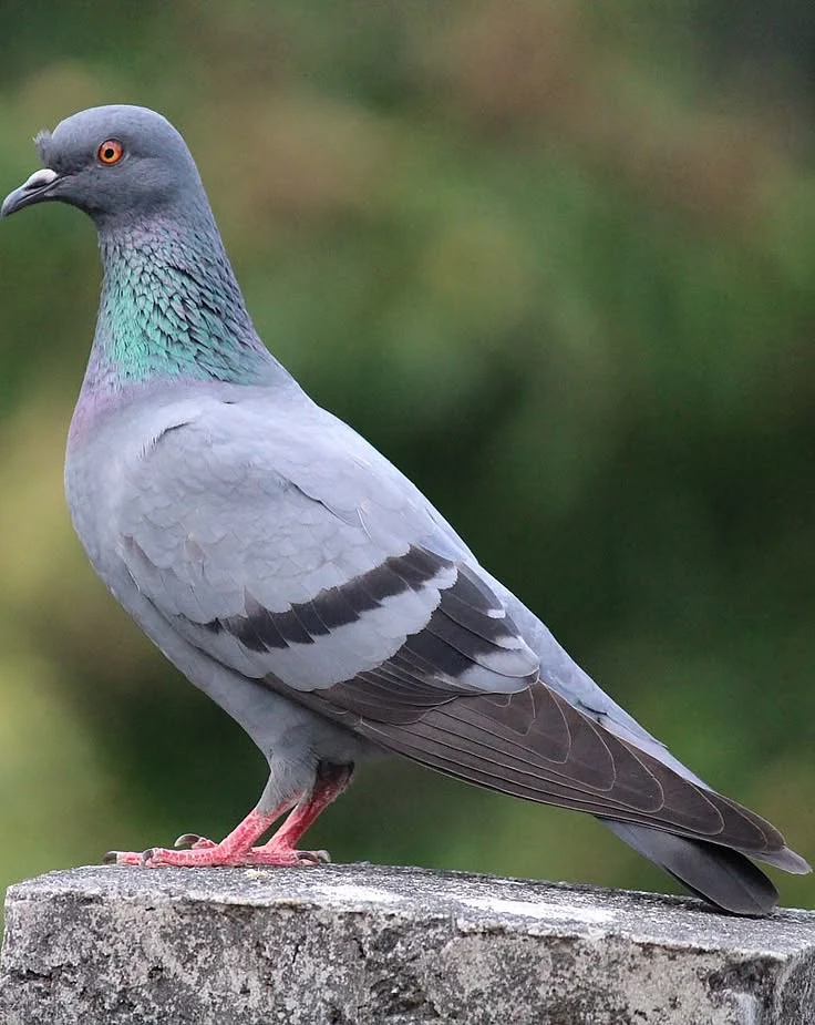 About Wild Animals Portrait picture of a beautiful pigeon