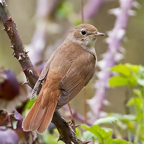 Nightingale