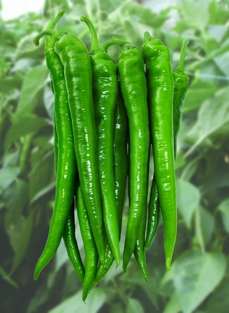 green chillies. 4