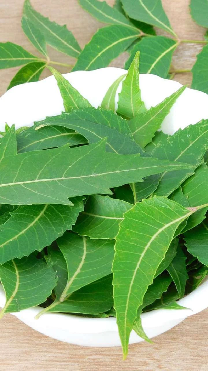 neem images 1716383983