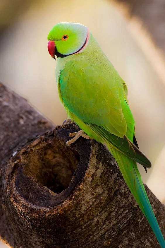 Most Beautiful Parrots on the Planet Earth Top 10