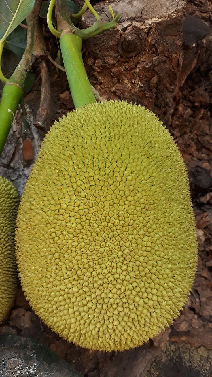 Jackfruit. 5