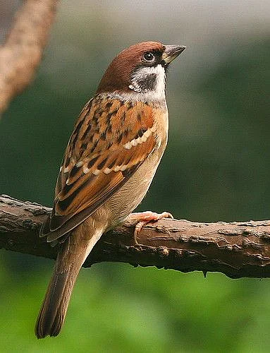 Tree Sparrow