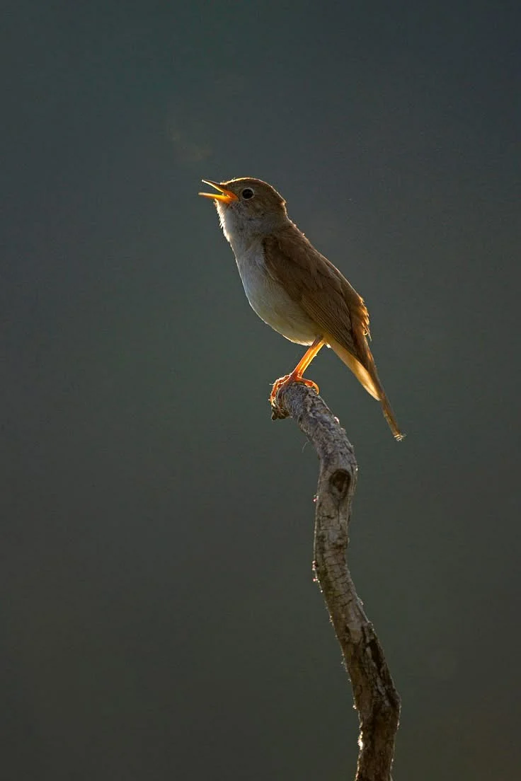 In praise of nightingales I’ve listened to Gregorian chants in Gothic cathedrals — but the greatest musical performance I ever heard was outside my bedroom one night