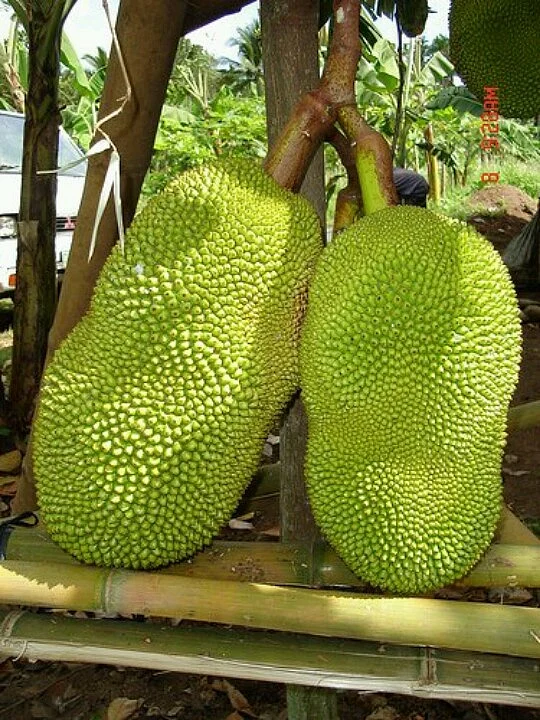 Jackfruit. 6