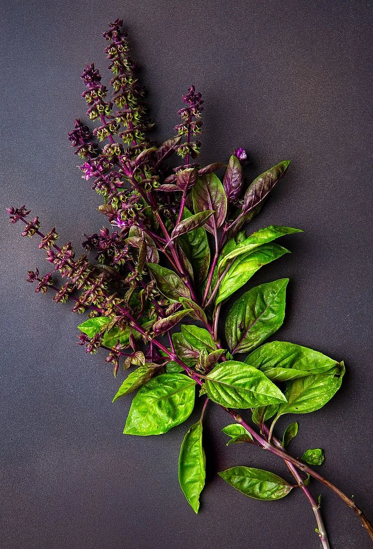 Basil Leaves 2