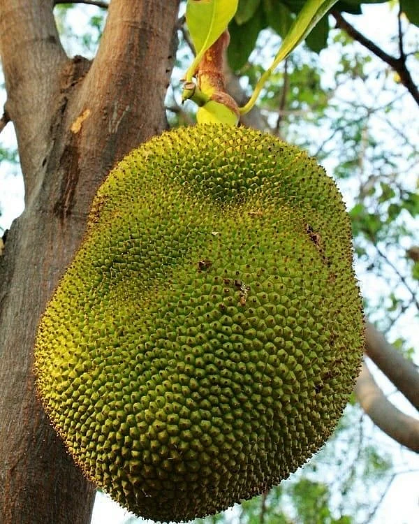 Jackfruit. 8