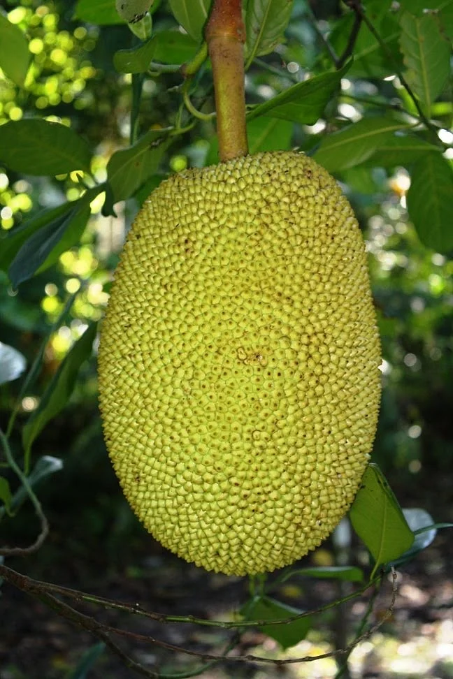 Jackfruit. 7