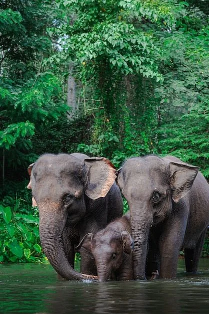 Premium Photo Elephant family in water