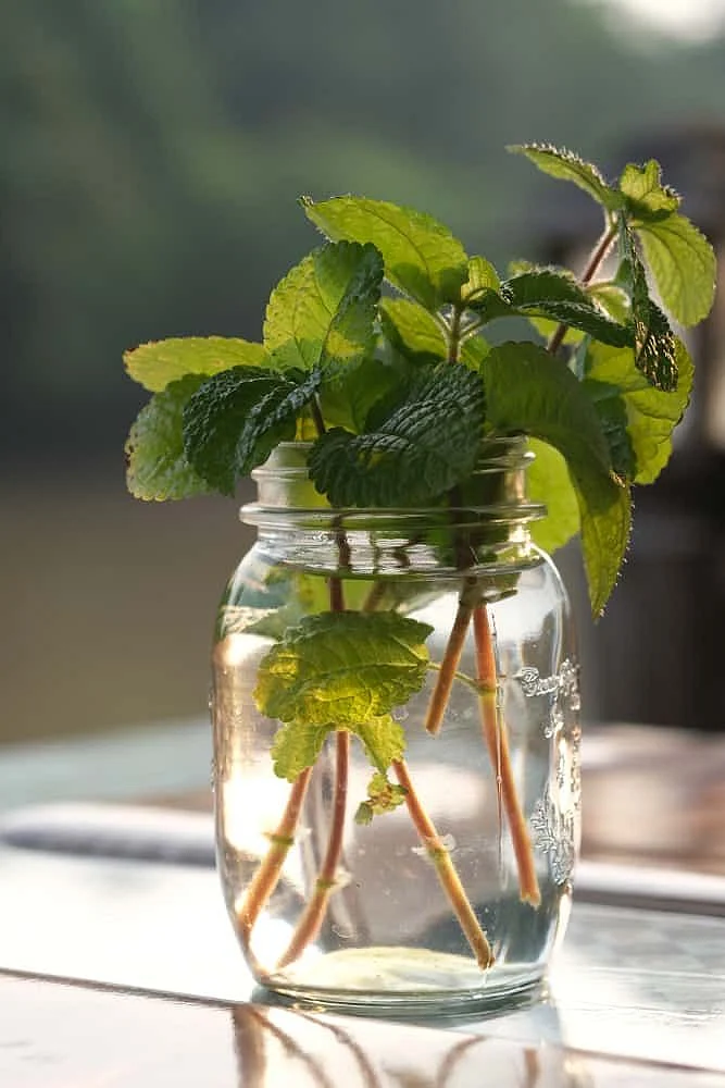 Mint.7