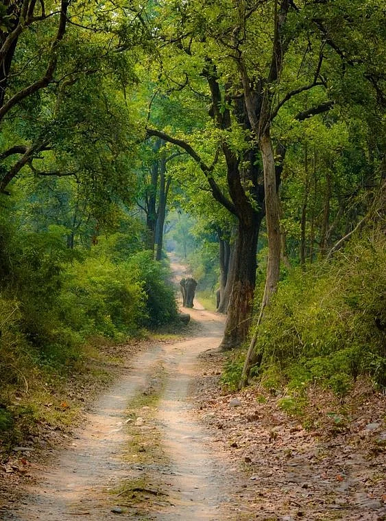 Kanha National Park