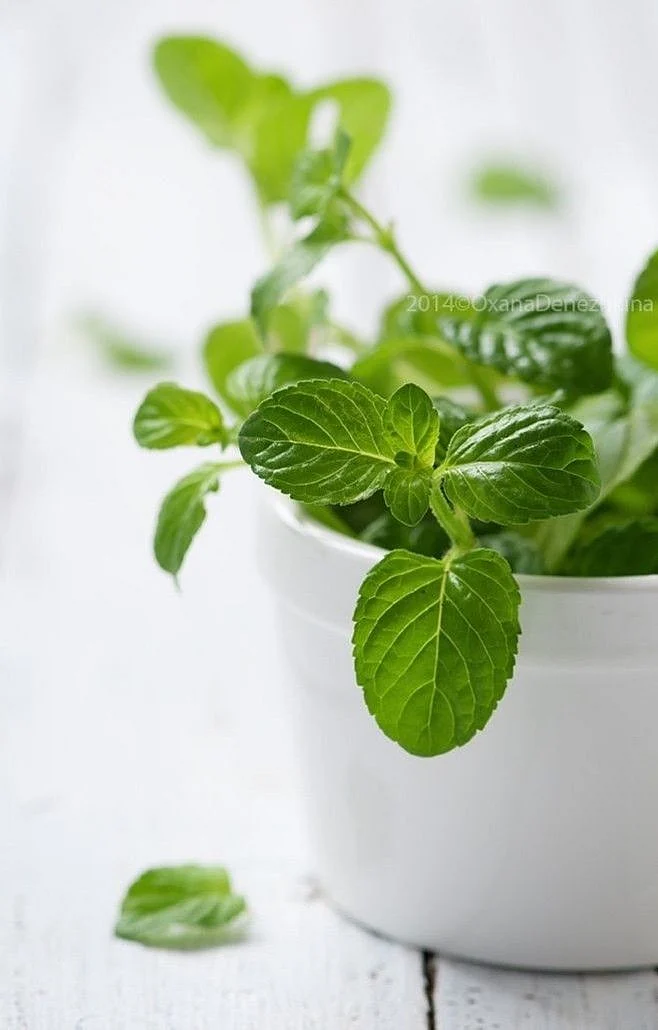Mint.2