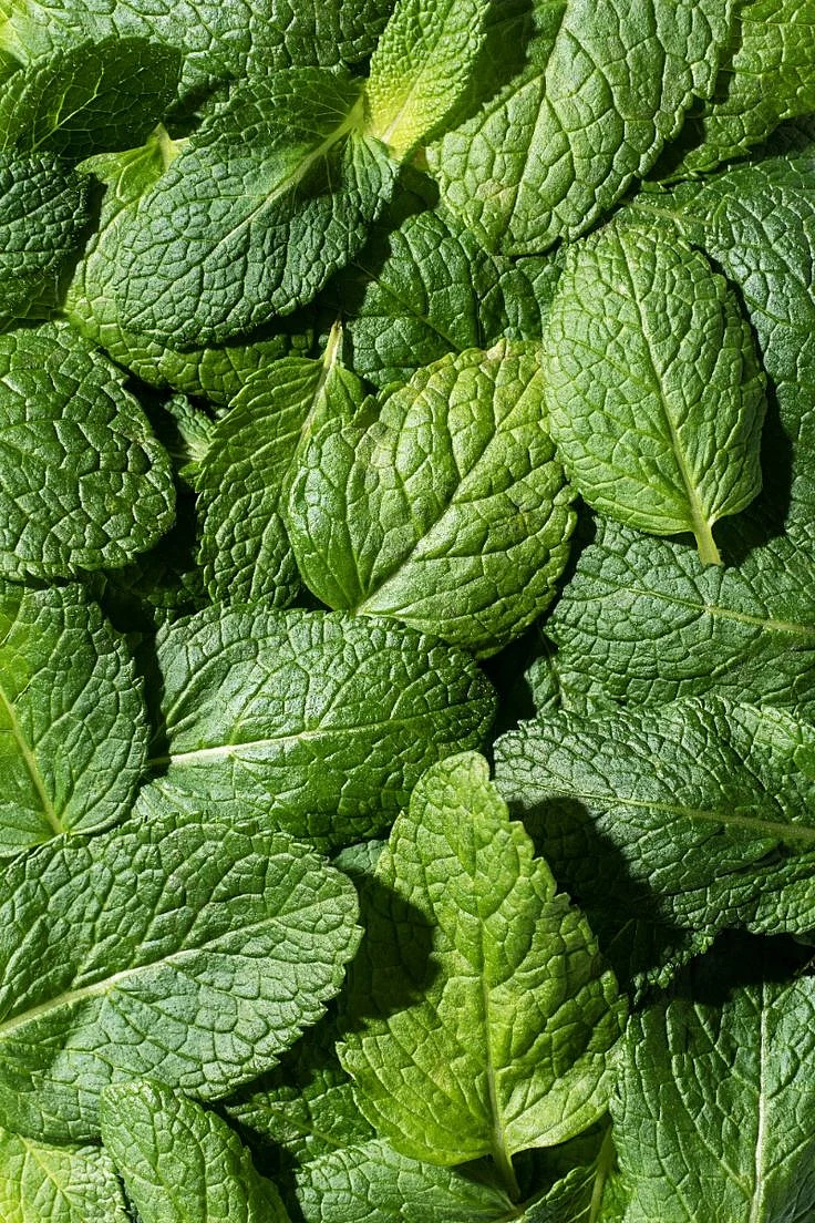 Mint.8