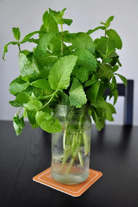 Mint.6