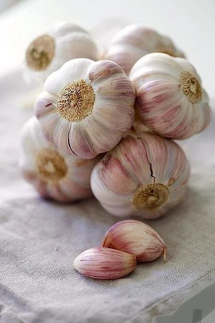 Garlic
