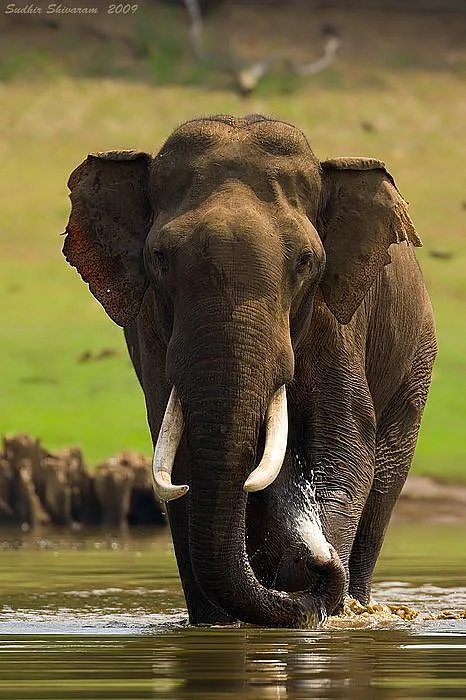 Tales from the Indian Jungle MG2767 Elephantjpg