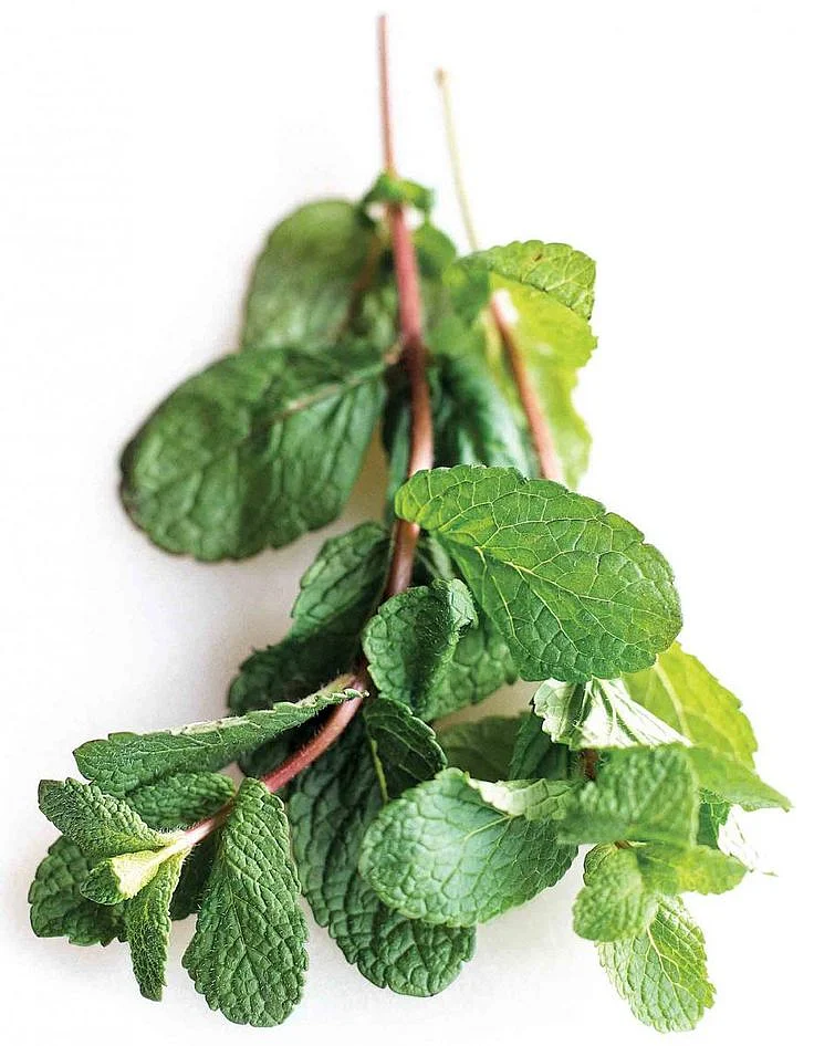 Mint.4