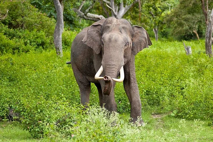 Chinnar Wildlife Sanctuary