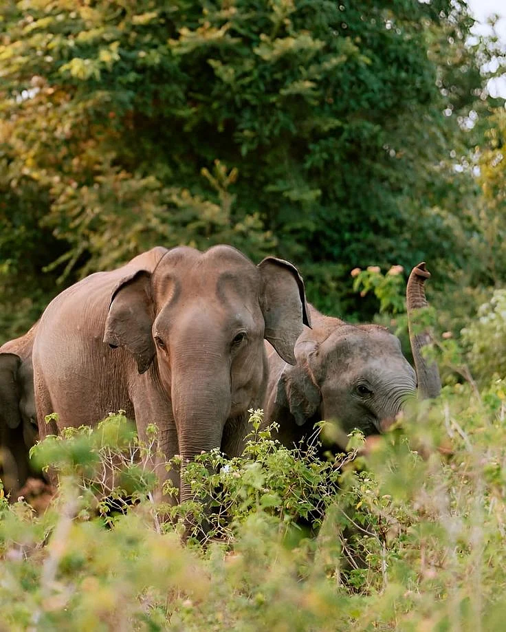 🐘 GENTLE GIANTS The Magnificent Elephants of Sri Lanka 🇱🇰Experience one of wildlifes most heartwarming encounters as you witness Sri Lankas magnificent elephants roaming freely in their natural habitat