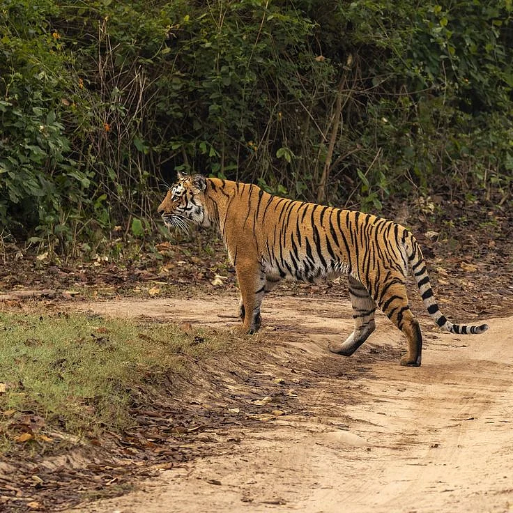 Jim Corbett National Park