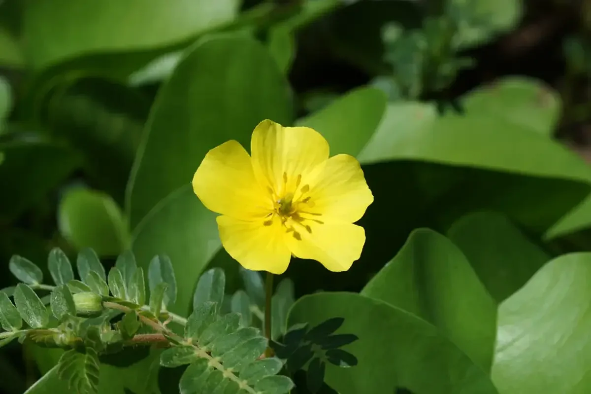 Gokhru Plant 1