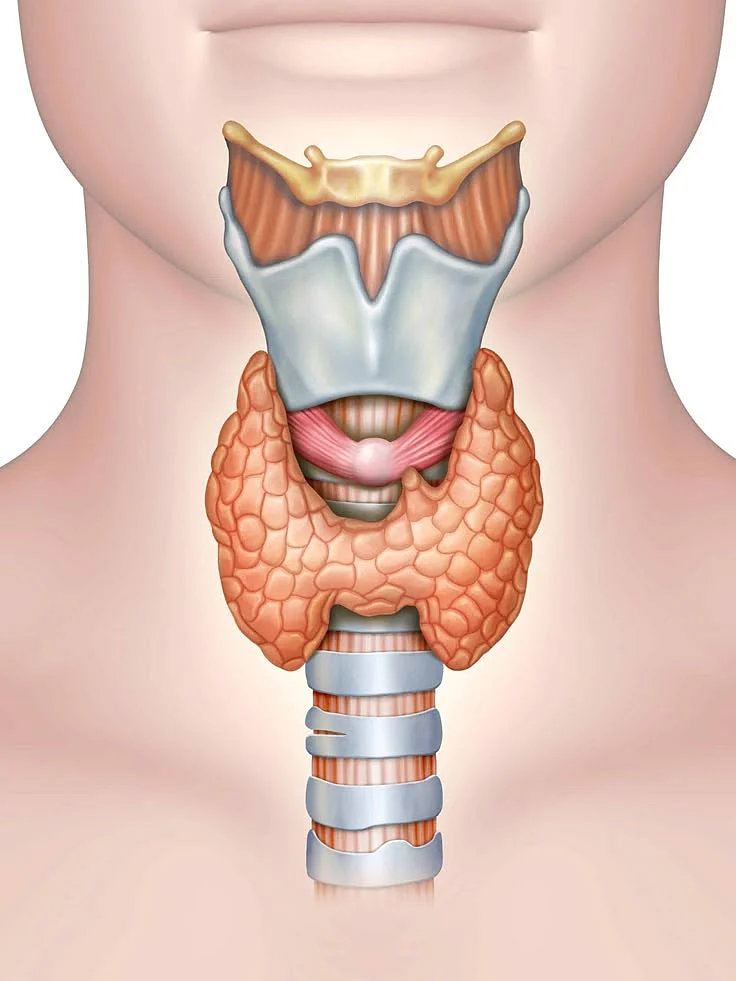Boost Your Thyroid Health with Essential Oils Shop Now for Thyroid Supporting Oils