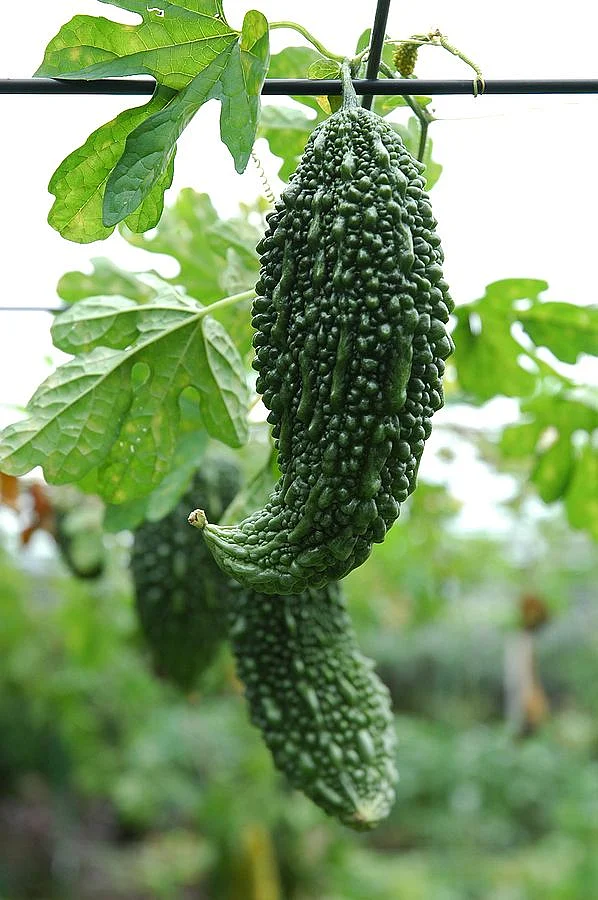 Bitter gourd8