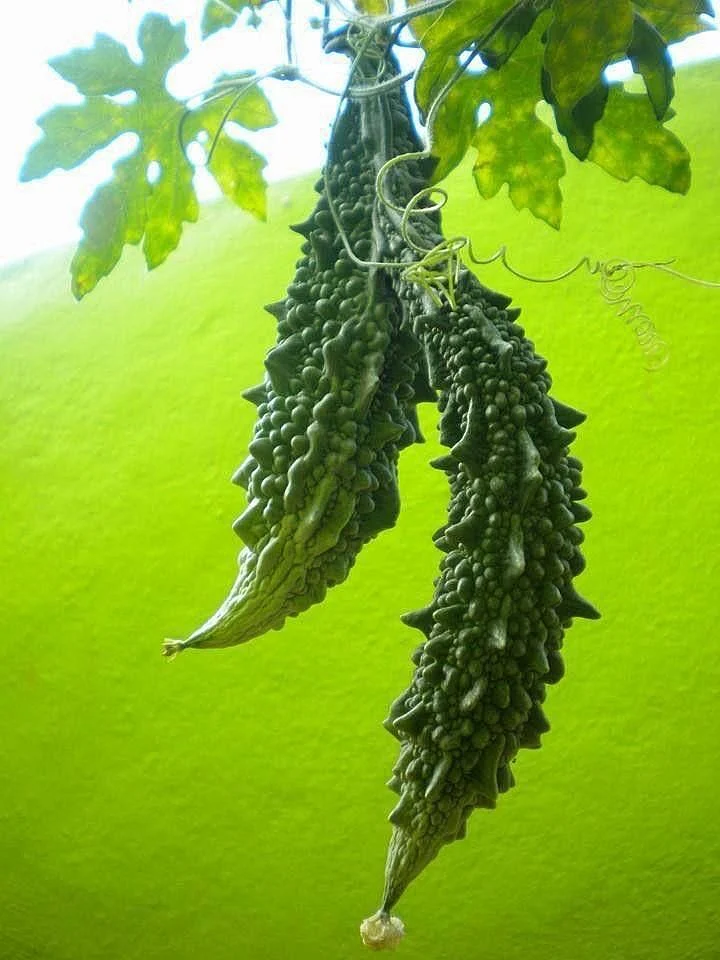 Bitter gourd7