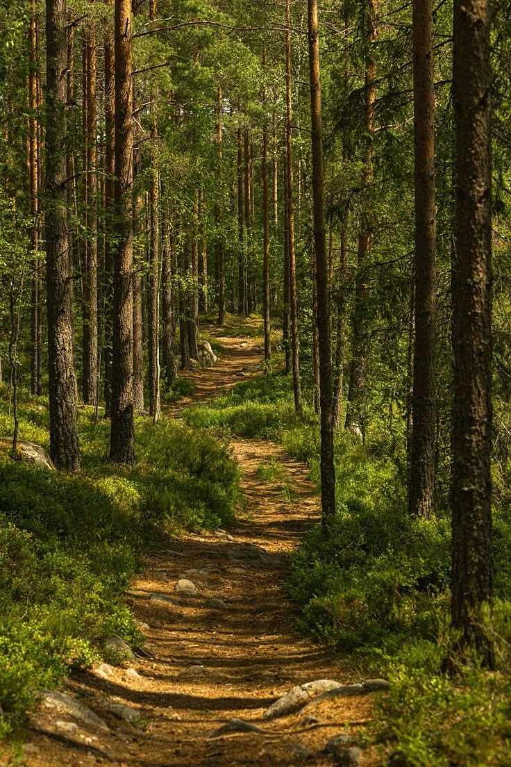 forest