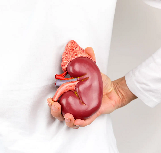 Kidney 3