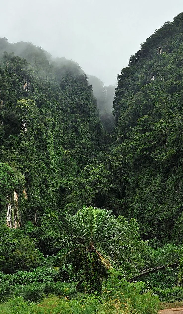 Amazon Forest