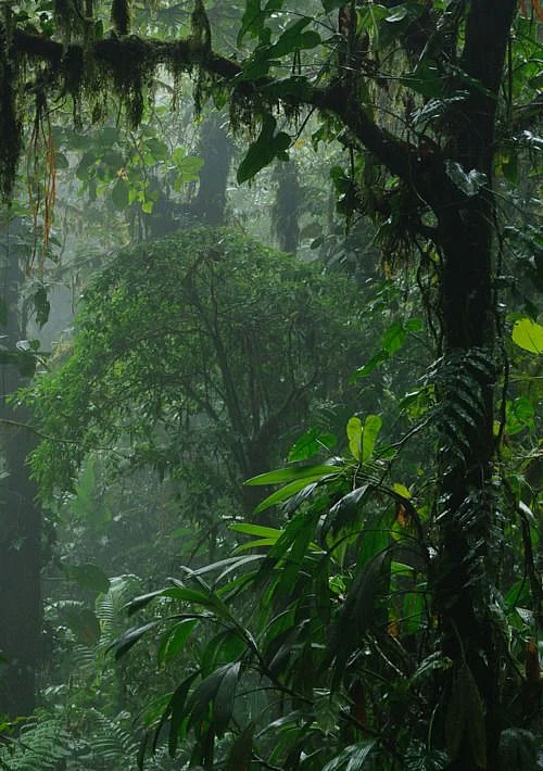 Congo Rainforest
