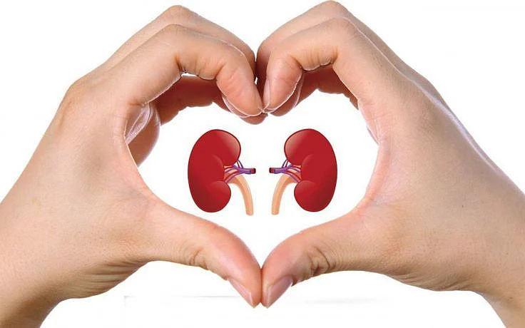 Kidney 7