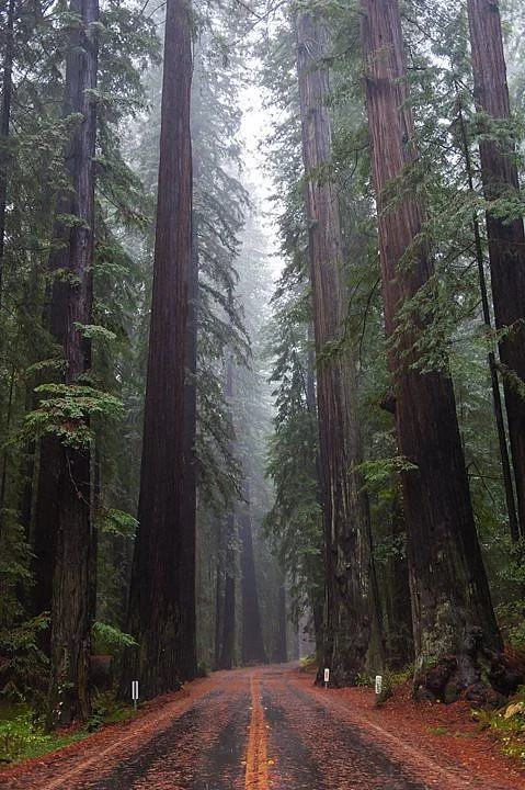 forest6