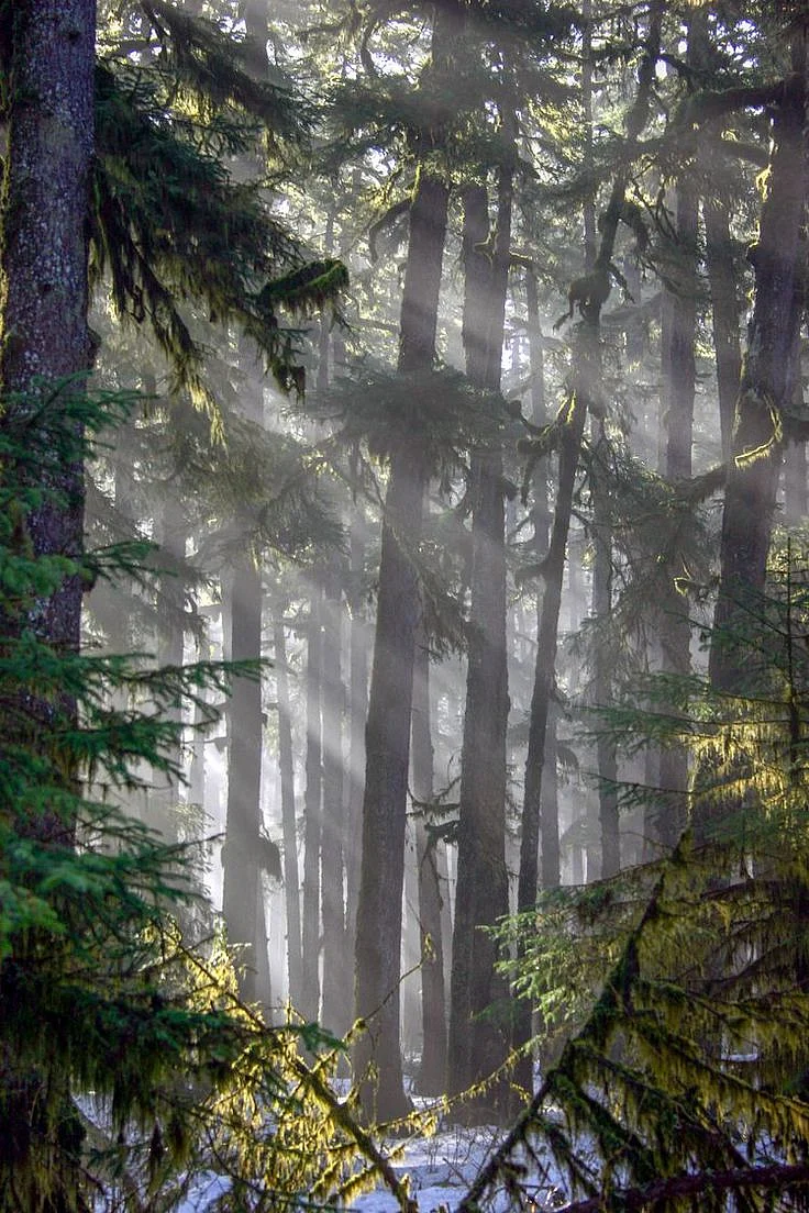 Tongass Forest
