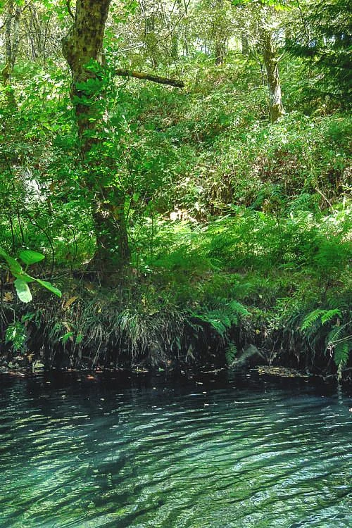 Valdivian Forest