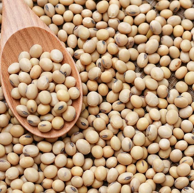 Soybean. 7