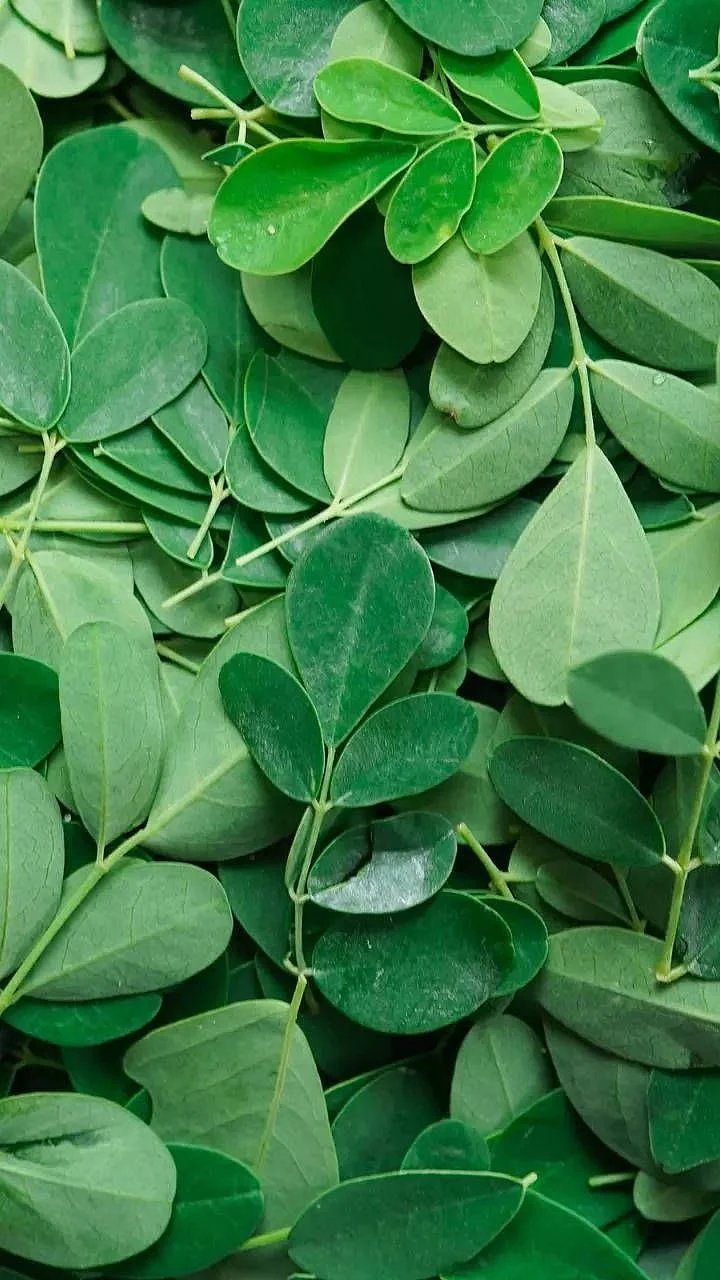 Moringa Leaves 3