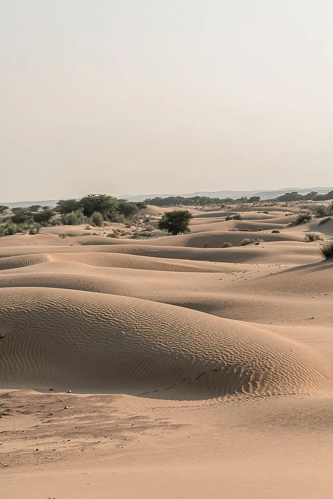 thar desert