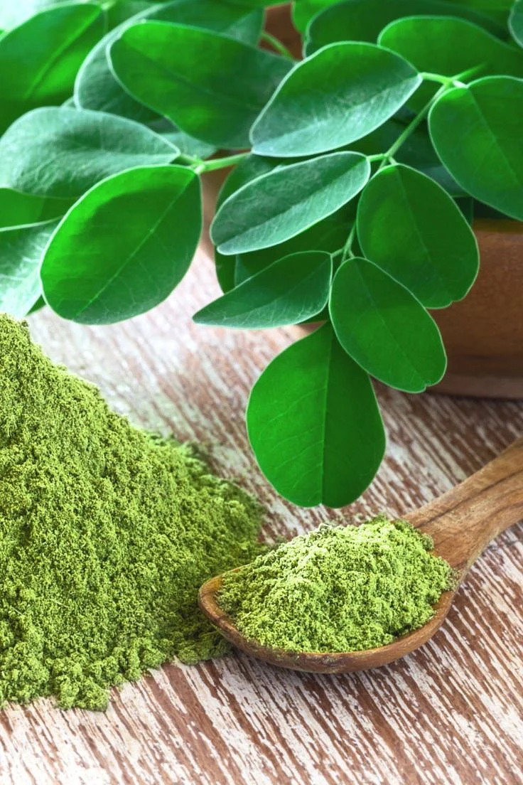 Moringa Leaves 5