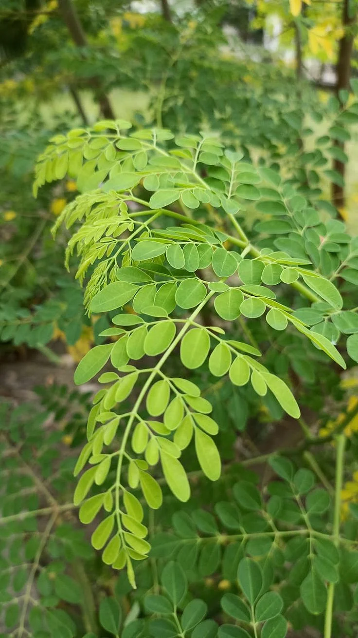 Moringa Leaves 9