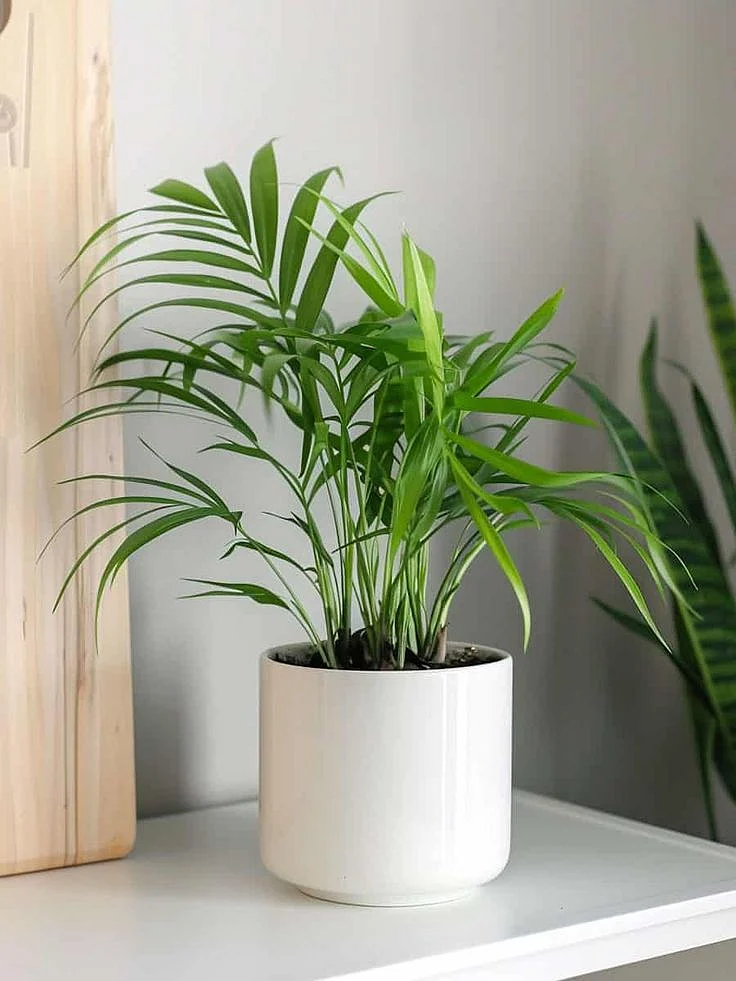 parlor palm